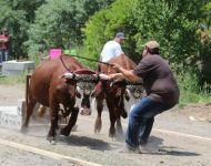 Ox pull, July 1, 2015